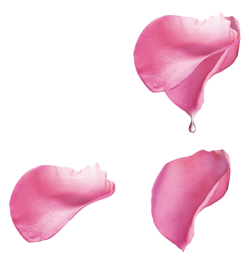 Pink Rose Flower Petals PNG Image