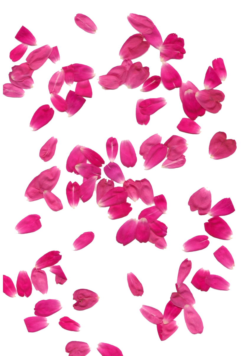 Pink Rose Flower Petals PNG