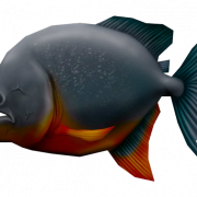 Piranha Fish Transparent