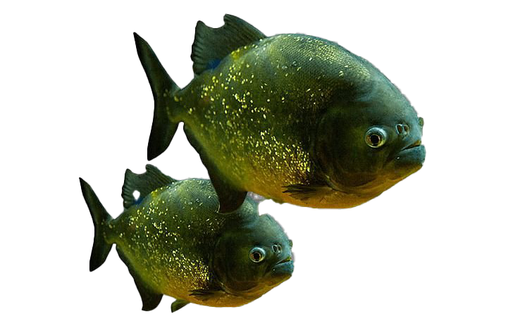 Piranha PNG File