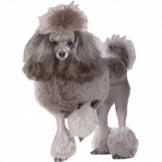 Poodle png Scarica immagine