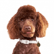 Poodle PNG -bestand