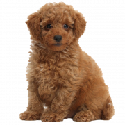 Poodle PNG File Download Free