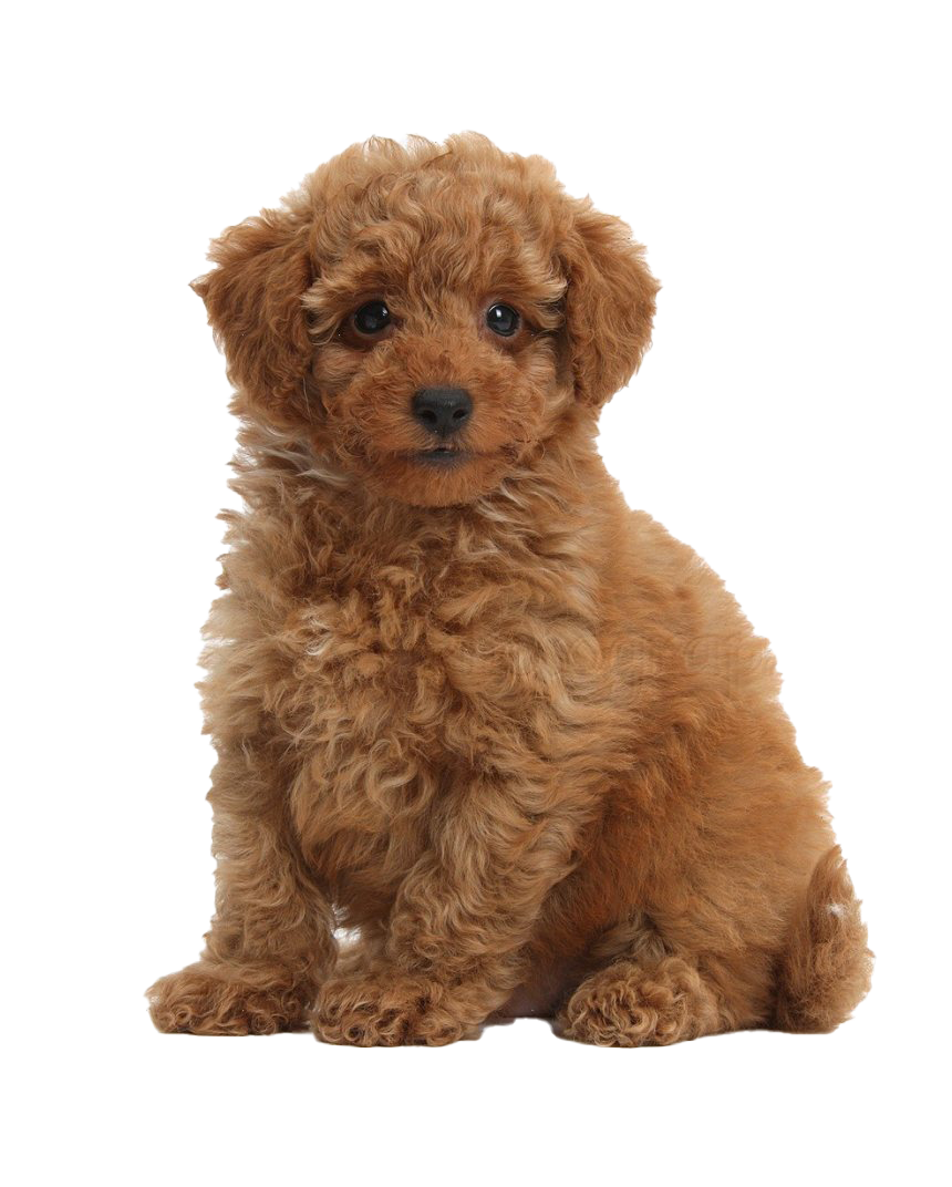 Poodle PNG File Download Free