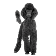 Poodle PNG Free Download