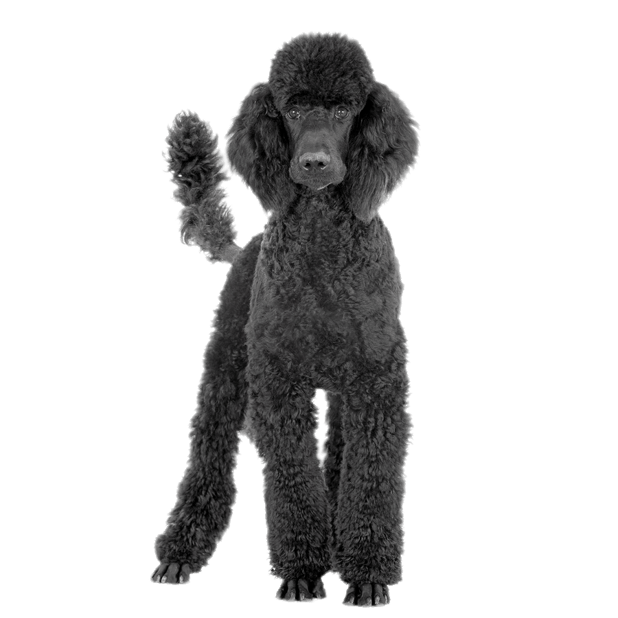 Poodle PNG Free Download