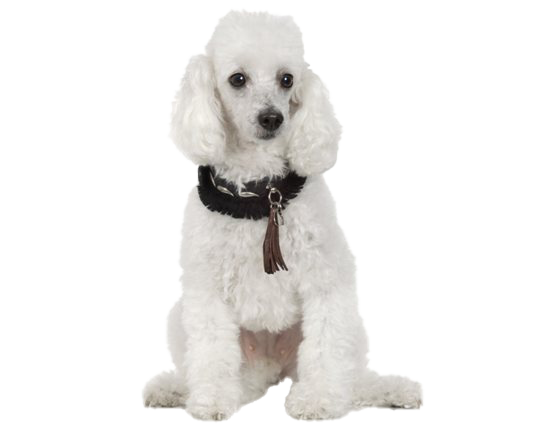 Poodle PNG High Quality Image