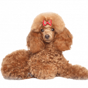 Poodle png pic