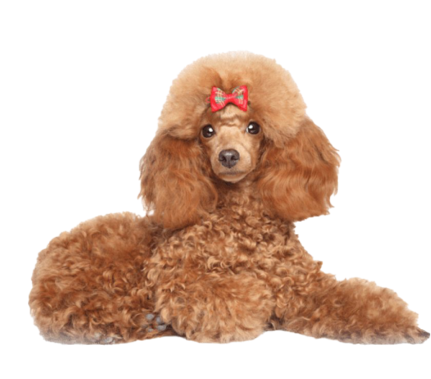 Poodle PNG Pic