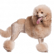 Poodle PNG Picture