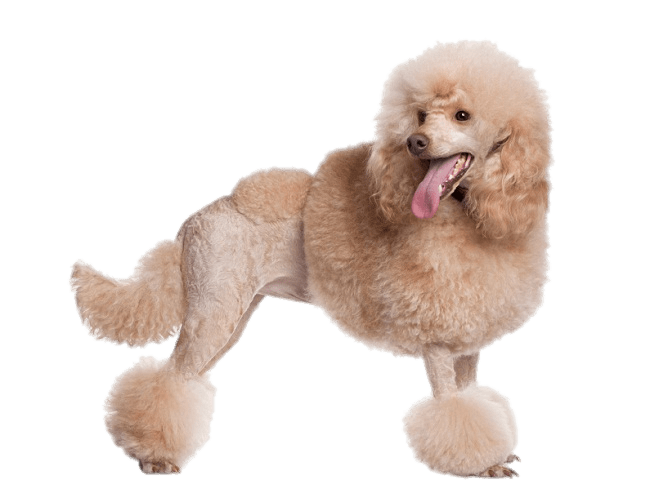 Poodle PNG Picture