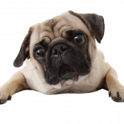 Mops Hund Png