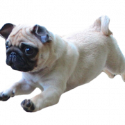 Mops PNG Clipart