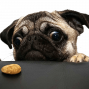 Pug png -bestand