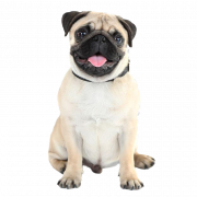 Pug PNG Images