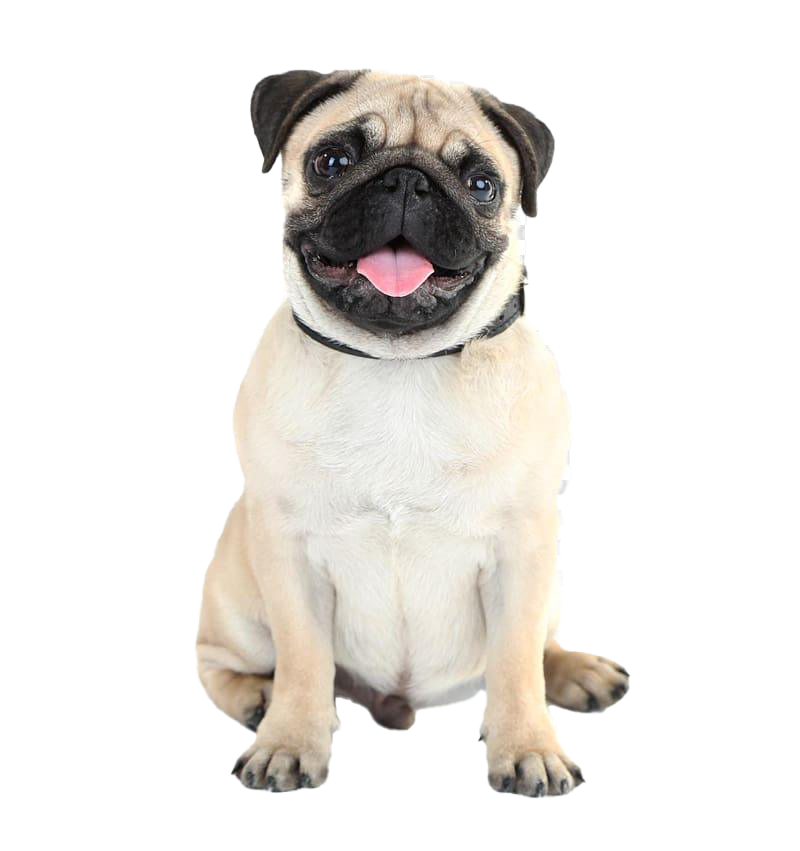 Pug PNG Images