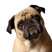 Mops Png Pic