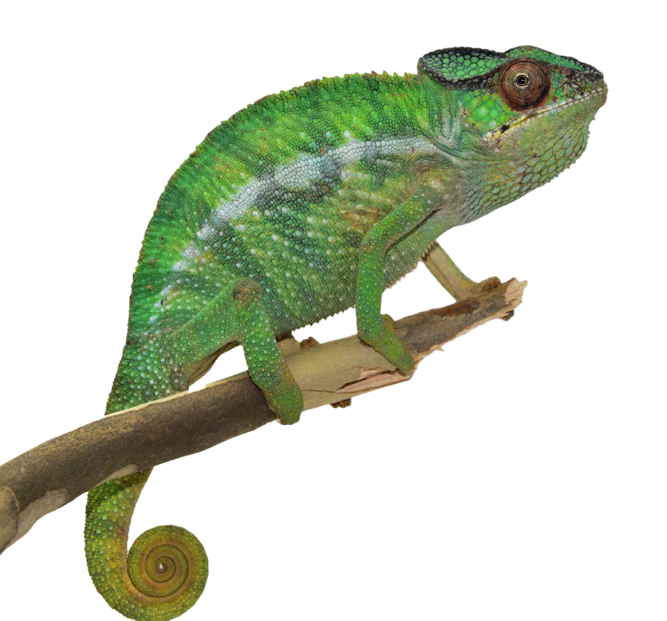 Real Chameleon PNG Clipart