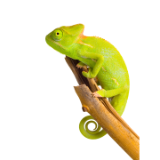 Real Chameleon PNG File