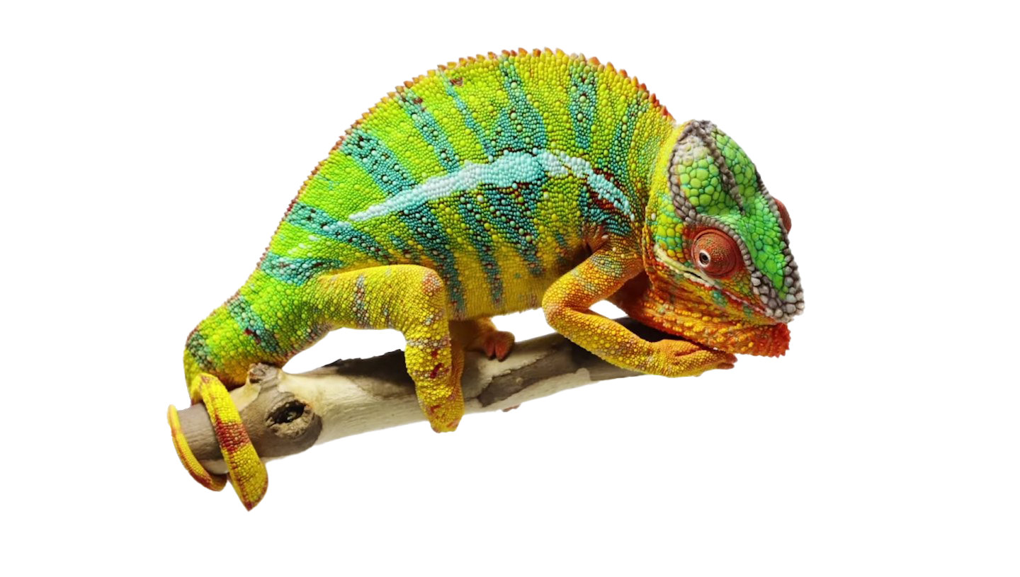 Real Chameleon PNG Free Download