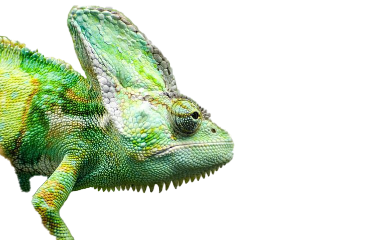 Real Chameleon PNG Free Image