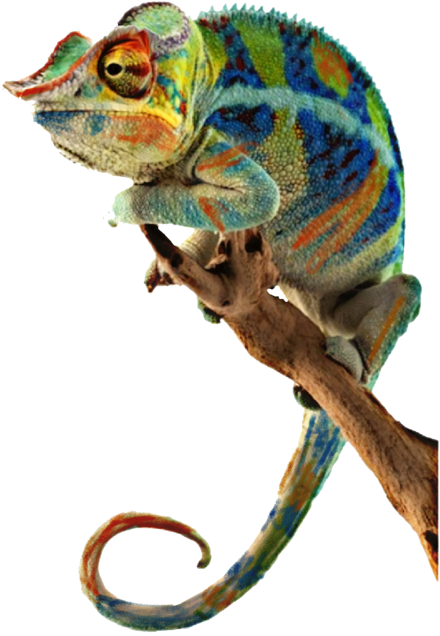 Real Chameleon PNG HD Image