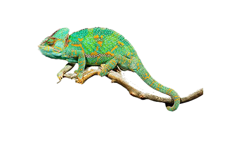 Real Chameleon PNG High Quality Image