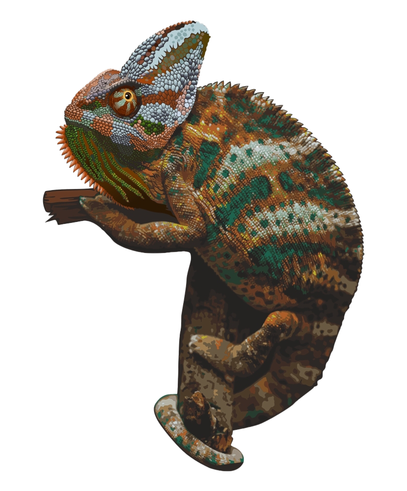 Real Chameleon PNG Image