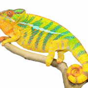 Real Chameleon PNG Picture