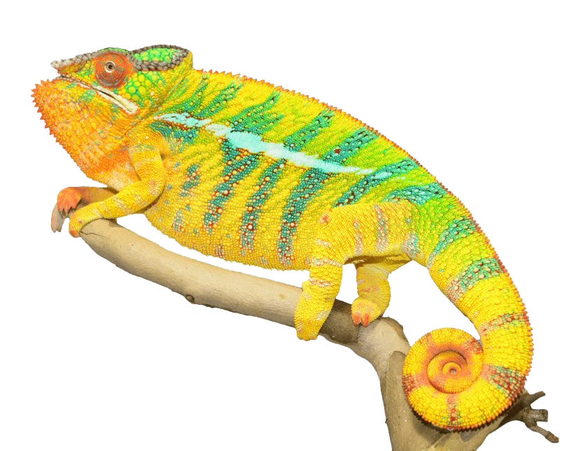 Real Chameleon PNG Picture