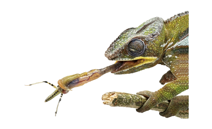 Real Chameleon PNG