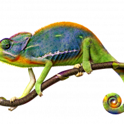 Real Chameleon Transparent