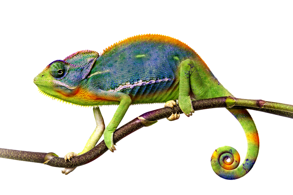 Real Chameleon Transparent