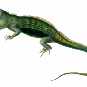 Iguana real