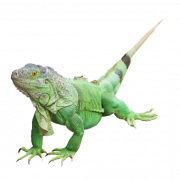 Real Iguana PNG