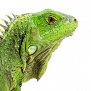 Real File png iguana