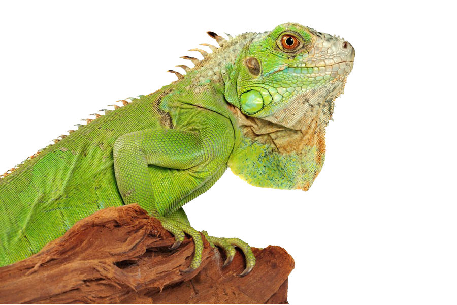 Image HD réelle Iguana PNG
