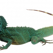Real Iguana PNG High Quality Image