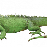 Image PNG réelle iguana