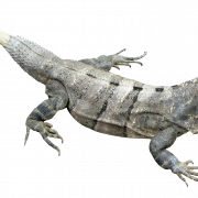 Real Iguana Png Image File