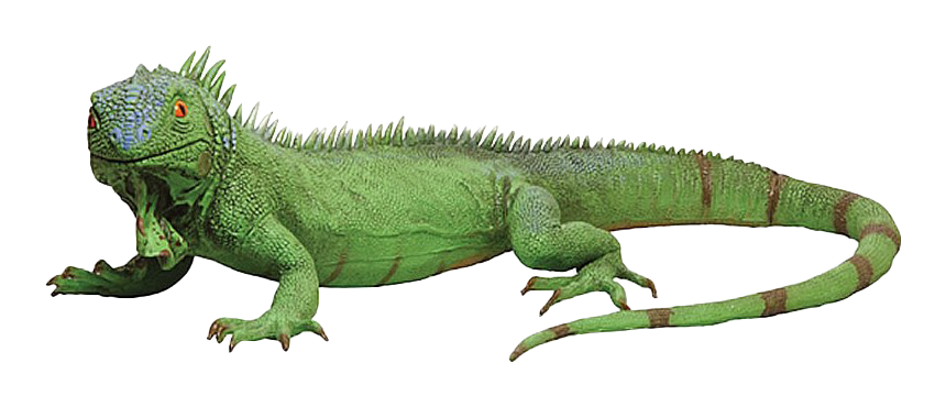 Immagine PNG reale di iguana