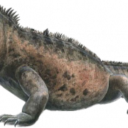 Real Iguana PNG Images