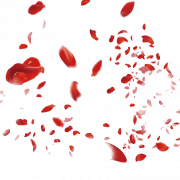 Arquivo PNG de pétalas de rosa vermelha