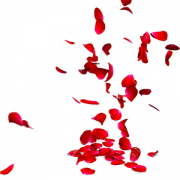 Красные лепестки роз PNG Бесплатное изображение