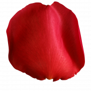 Red Rose Petals PNG High Quality Image