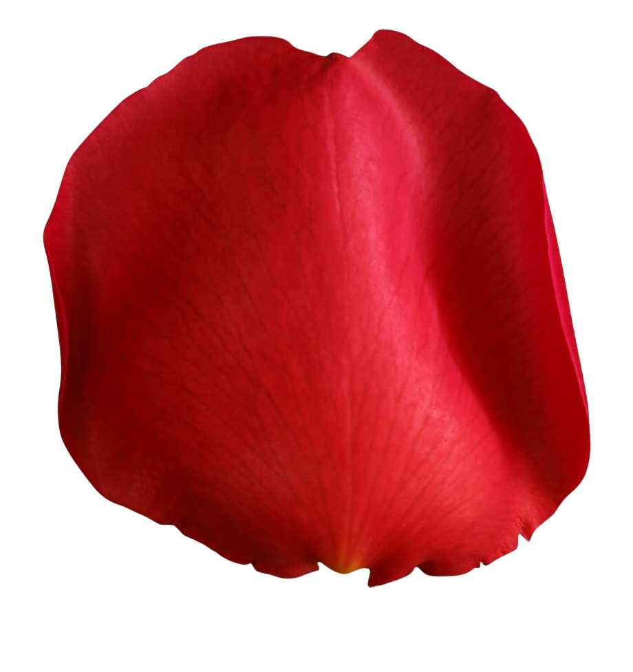 Red Rose Petals PNG High Quality Image