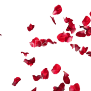 بتلات الوردة الحمراء صورة PNG