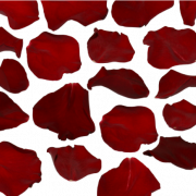 Лепестки красной розы Png Image HD