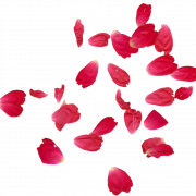 Images PNG de pétales de rose rouge