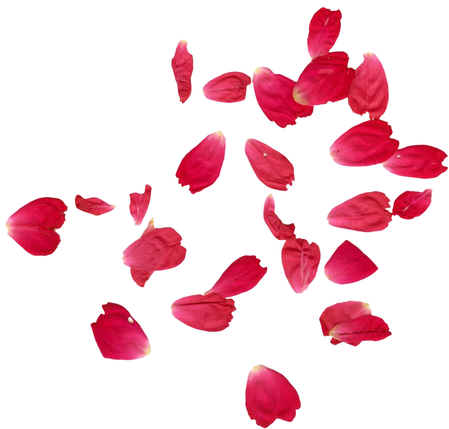 Red Rose Petals PNG Images